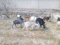 Cabra, Cabras — foto 2