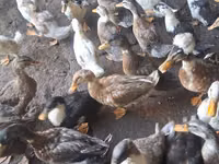 Ducks — foto 4