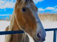 Cavalo, Racking Horse — foto 4