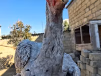 Chickens — foto 2