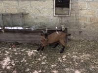 Boucs, Alpine goat — photo 7
