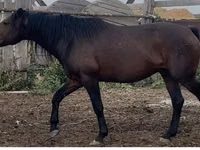 Cheval, Kushum Horse — photo 2