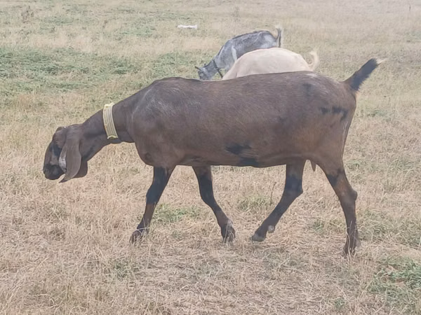 Keçi, Nubian Goat
