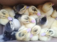 Ducks — zdjęcie 3