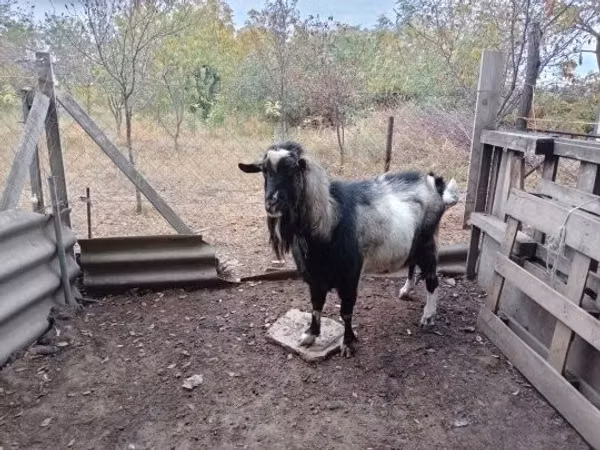 Koza, Kozy