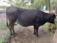 Sigir, Swiss cattle — 2-rasm