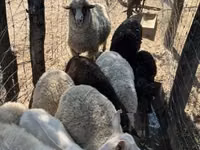 Brebis, Merino sheep — photo 7