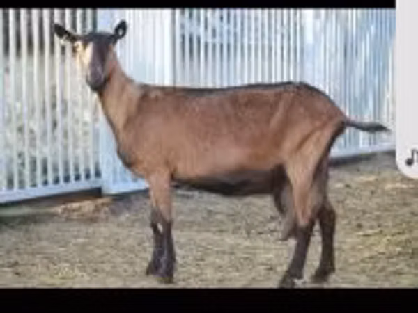 பெண் வெள்ளாடு, Alpine goat