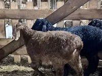雄羊, Baerchuke sheep — 写真 2
