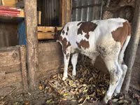 ثور, Simmental cattle — الصورة 2