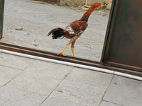 Chickens — 3-rasm