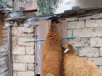 ஆண் ஆடு, Blackheaded Persian sheep — புகைப்படம் 2