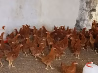Chickens — foto 4