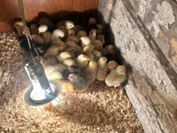 Chickens — foto 4