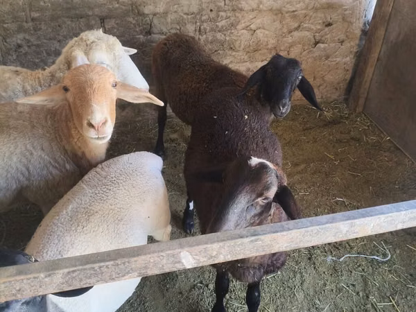 Qoyun, Tian-Shan semifinewool sheep