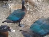 Ducks — zdjęcie 5