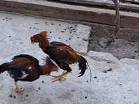 Chickens — Foto 7