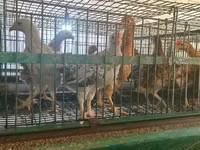 Chickens — foto 1