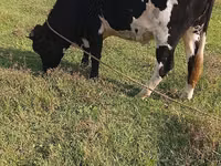 Vache, Russian Black pied cattle — photo 1