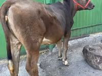 Vaca, Swiss cattle — foto 1