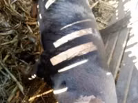 母猪, Pigs — 照片 1