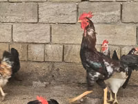 Chickens — foto 1