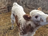 Rinder (Partie, Geschlecht nicht angegeben), Simmental cattle — Foto 3