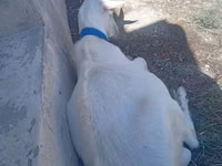 Boucs, Saanen goat — photo 3