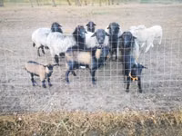 Ziege, Ziegen — Foto 2