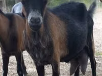 Keçi, Alpine goat — foto 6