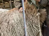 母羊, Arashan sheep — 照片 5