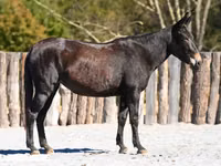 Égua, Mule — foto 1