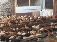 Chickens — Foto 4