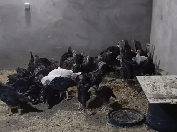 Turkeys