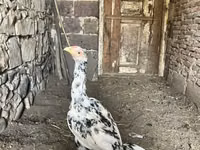 Chickens — 照片 2