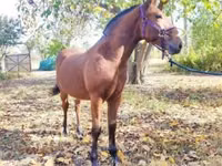 At, Nonius horse — foto 5