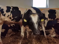 雄牛, Simmental cattle — 写真 5