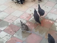Chickens — foto 1