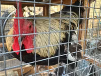 Chickens — புகைப்படம் 4