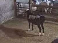 绵羊（批次，未指定性别）, Sheep — 照片 5