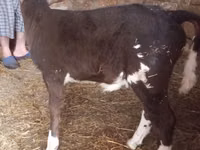 Krava, Simmental cattle — foto 4