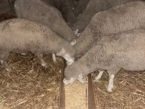 Baran, Ile-de-France sheep