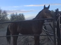 Aygʻir, Thoroughbred horse — 2-rasm