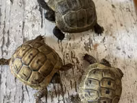Quru tısbağa balaları - Növ: Quru tısbağa (Testudo tipli) - Ölçü — Foto 3