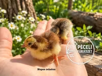 Quails — ფოტო 5