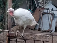Turkeys — foto 2