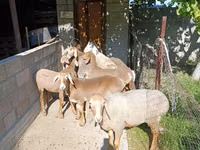 Ovelha, Arashan sheep — foto 3