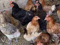 Chickens — Foto 2