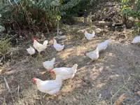 Leghorn — 6-rasm