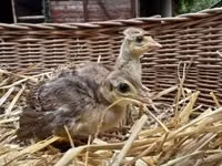 Guinea fowl — الصورة 3